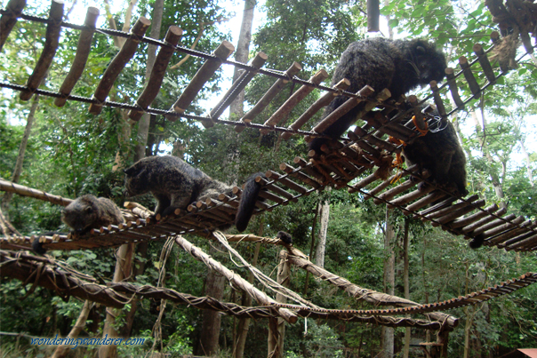 Zoobic Safari