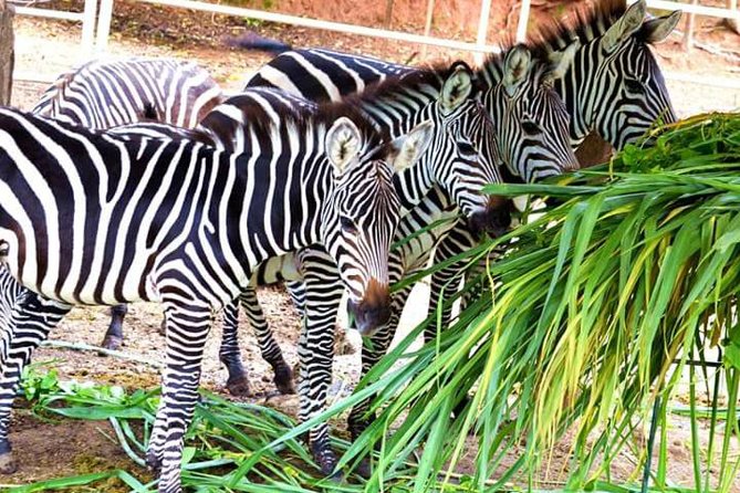 Zoobic Safari